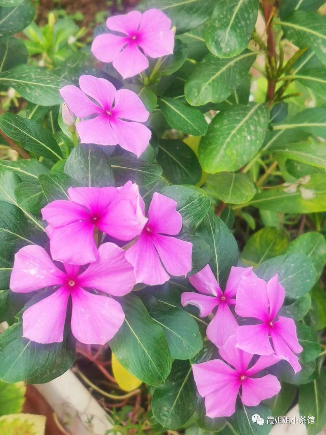 秋天的思念原唱,秋天的思念完整版