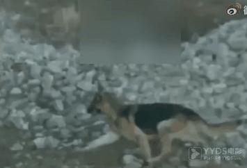 功勋军犬为拍戏被炸死片段,为了电影而被炸成碎片的军犬
