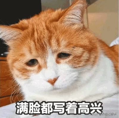 猫咪到处拉屎拉尿怎么除臭,带猫咪出门怎么解决排泄问题