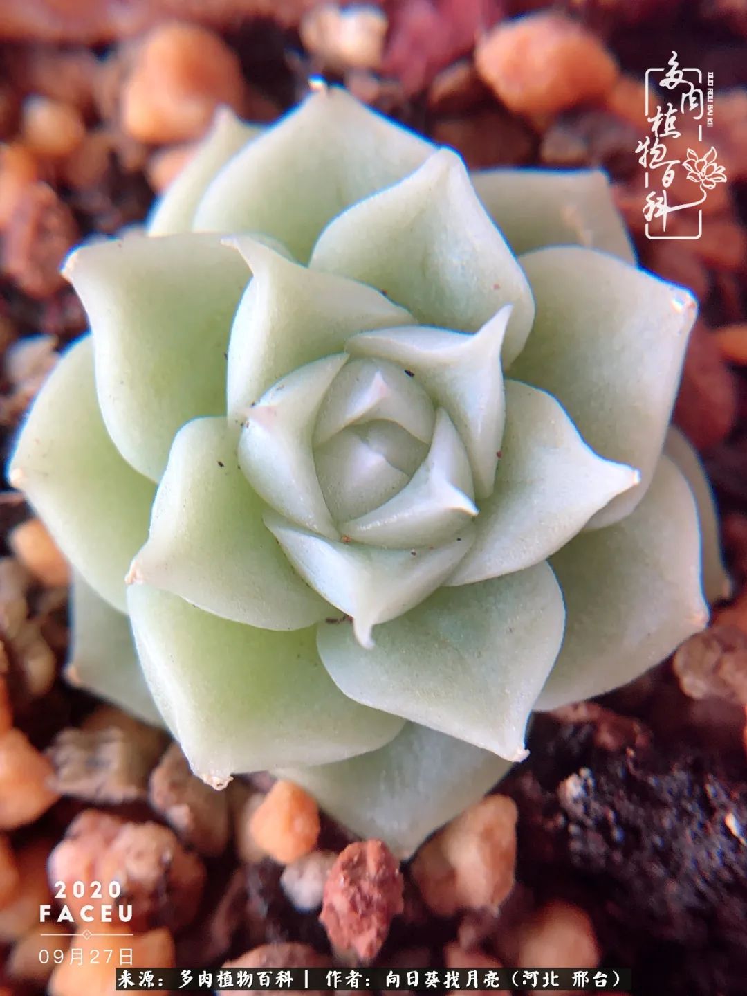 耐高温适合露养的多肉,冬日的露养多肉