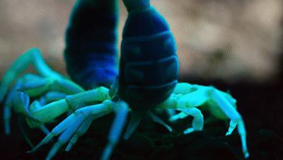 豆瓣netflix电影,bbc地球奇观纪录片