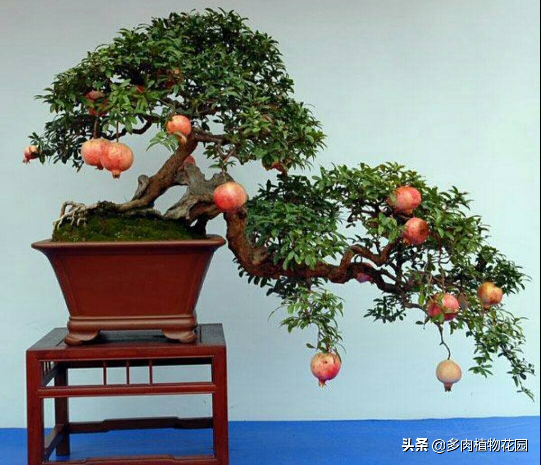 石榴树的养护知识,什么石榴树果子长得又大又甜