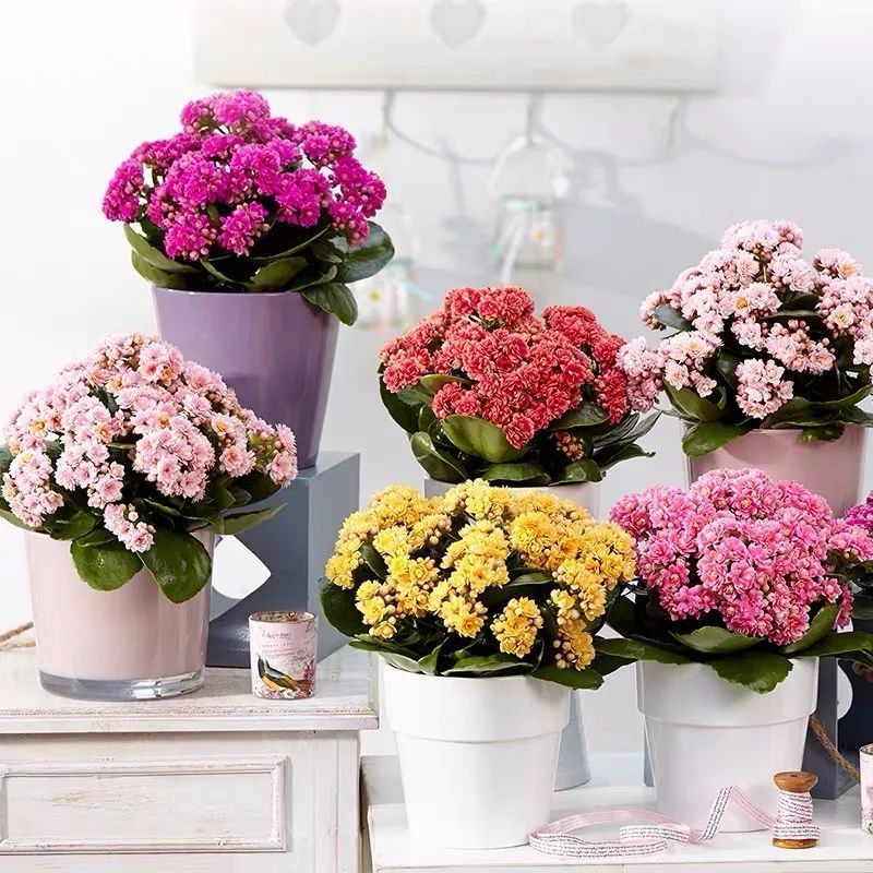 冬天一定要养的十种花,冬天养花养哪些植物好看