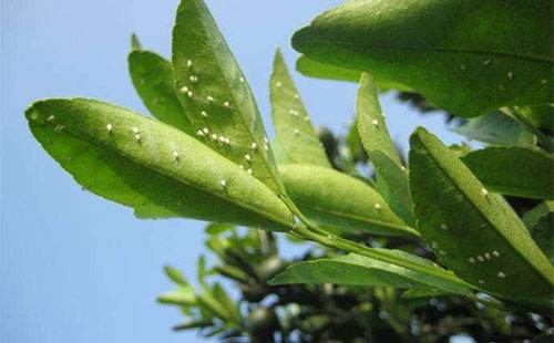 万能杀虫剂专治各种抗性害虫,低毒杀虫剂专杀地下害虫