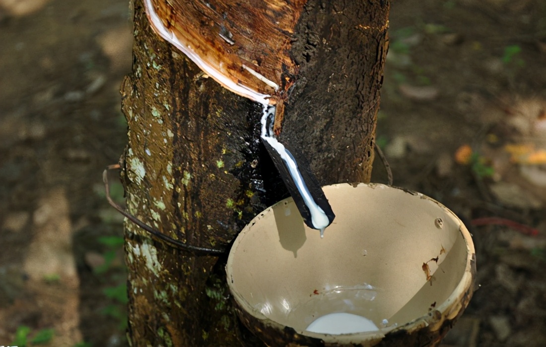 乳胶跟海绵怎么辨别真假,乳胶跟海绵如何区分