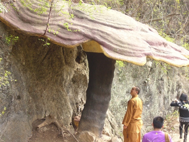 野生灵芝的价格,大兴安岭野生灵芝有多贵
