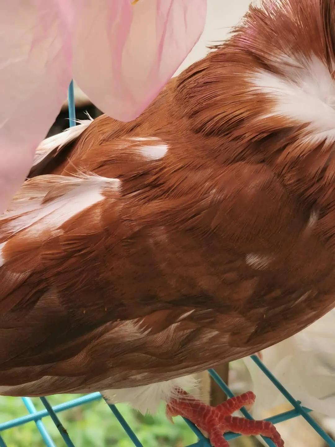 信鸽病防治,信鸽疾病的预防常识