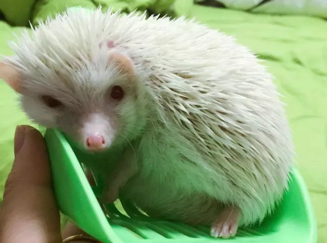 养狗养猫养兔子哪个好,养猫和养狗熊哪个更好