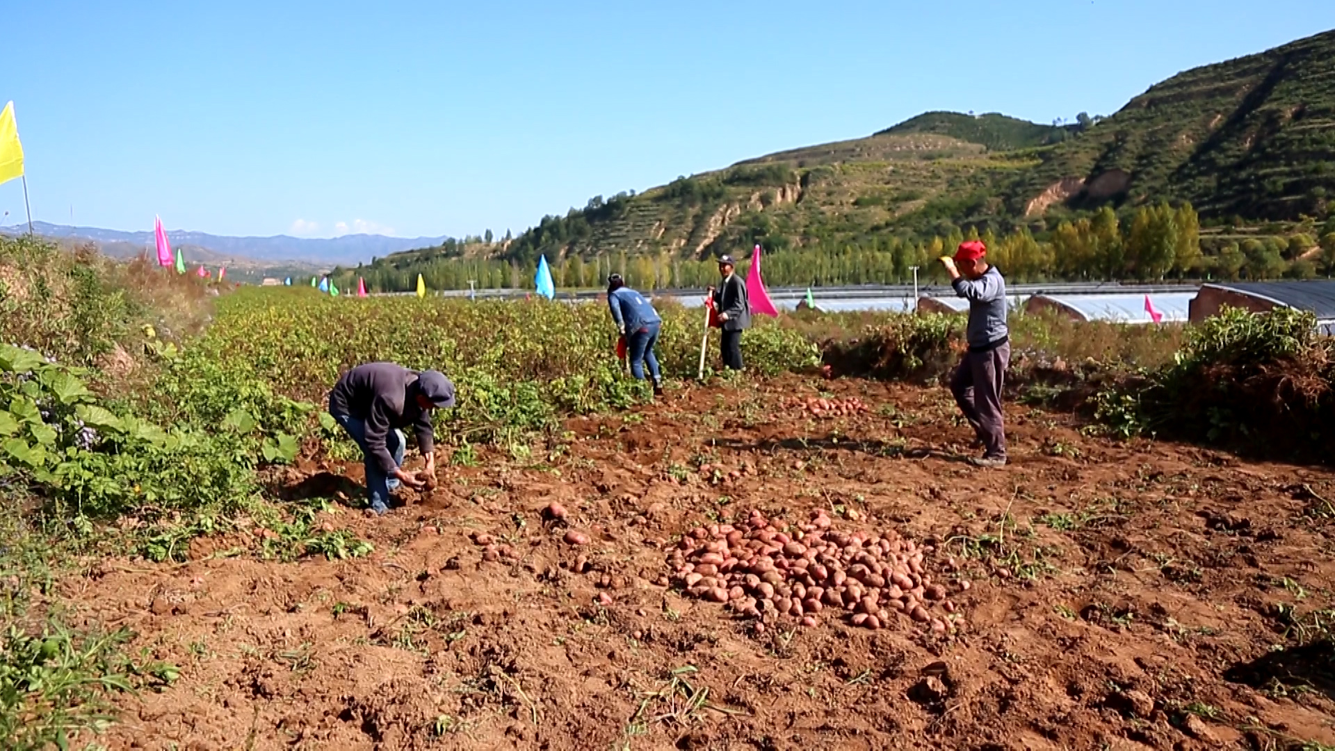 娄烦特产山药疙瘩,太原娄烦种植