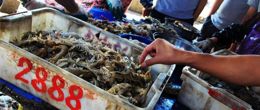 吃海鲜的6大常识和禁忌一定要看,吃海鲜很过瘾这些注意事项要清楚