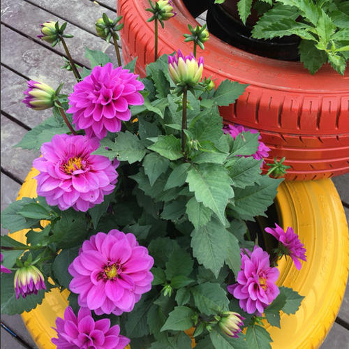 100种适合室内养的植物盆栽,10种适合室内摆放的花卉盆栽推荐