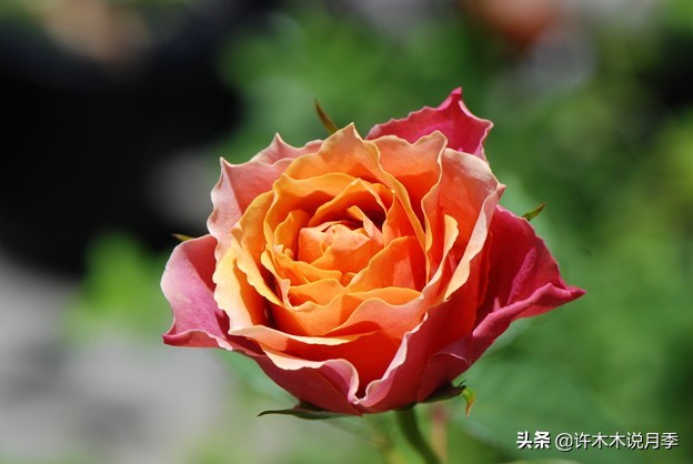 阳台最好养的月季品种推荐,四季开花最好养最好看的月季