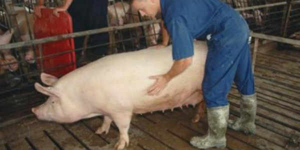 猪人工授精的行业现状,养猪是人工授精还是公猪授精好