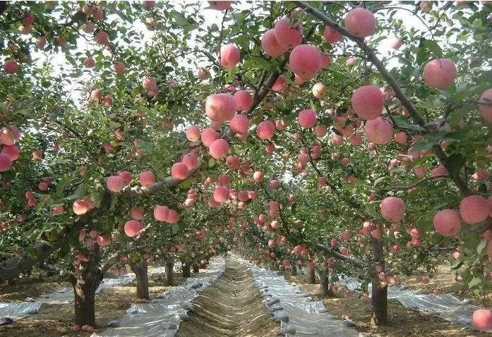 枯草芽孢杆菌的作用及功效农业,枯草芽孢杆菌的用途与用法