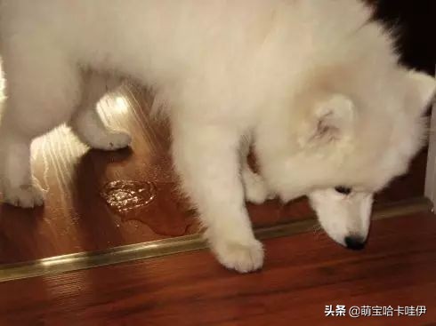 萨摩耶一天尿特别多,萨摩耶幼犬老尿在自己的窝里