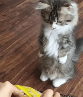 足球场上的绝望时刻,足球场上令你费解的问题