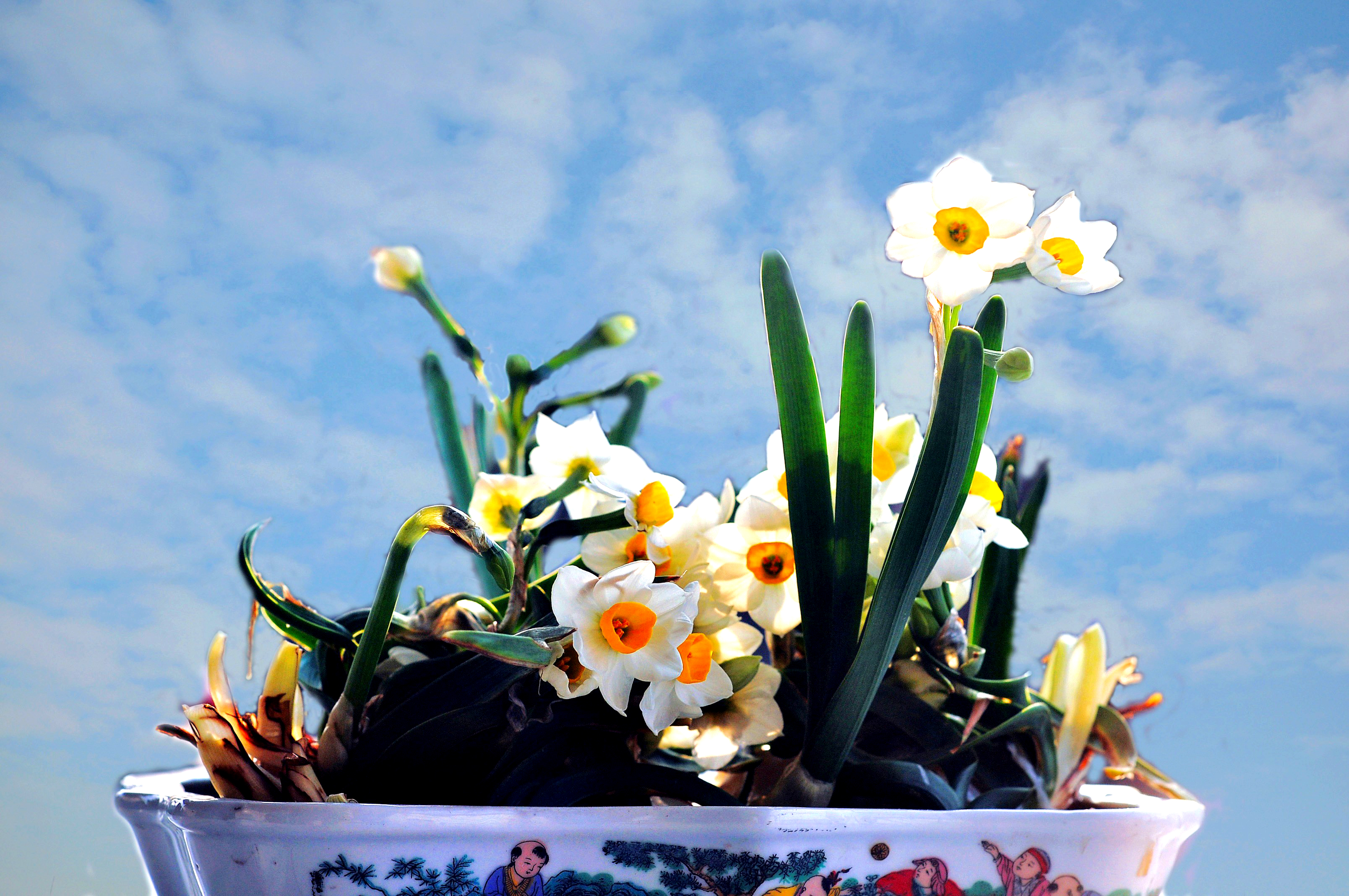 水仙花烂根了怎么挽救多菌灵,水仙花烂根叶黄怎样能让再生根