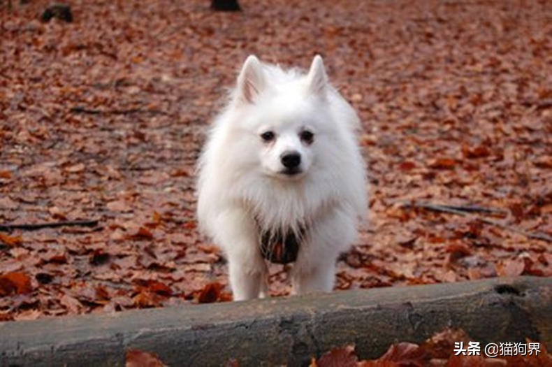 狗狗离乳期,狗狗离乳期奶粉