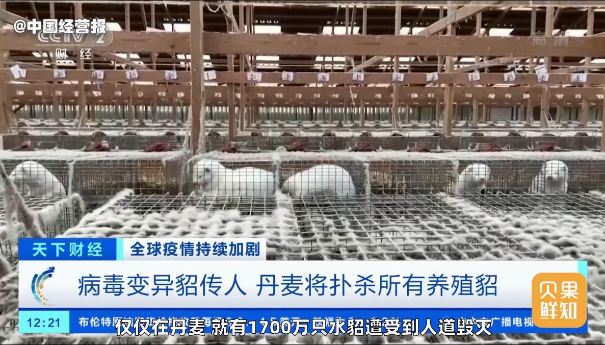 快手卖貂为啥那么便宜,快手卖貂一百二百的是真的吗