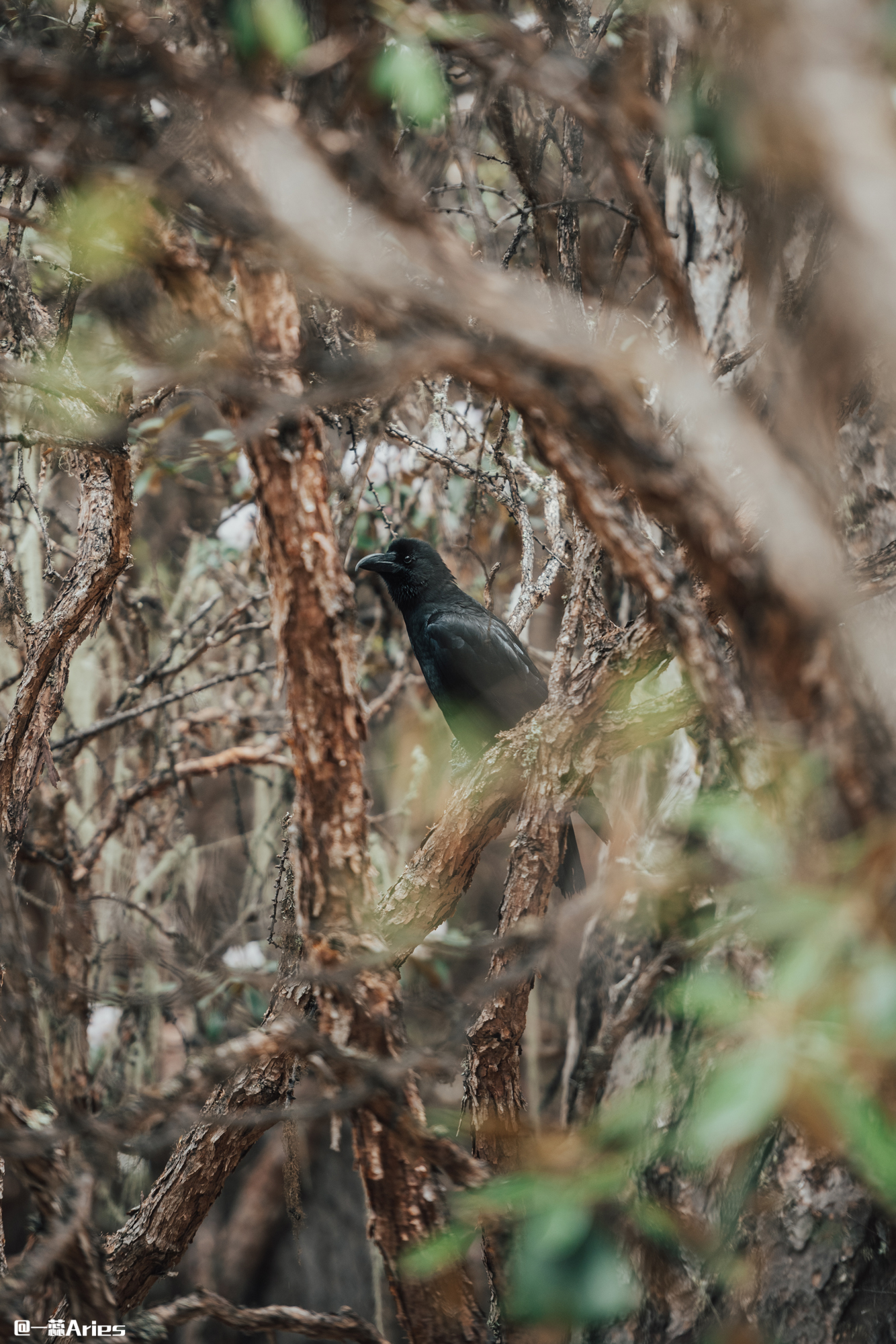 稻城亚丁8月自驾游攻略8天,稻城亚丁7月份雨季