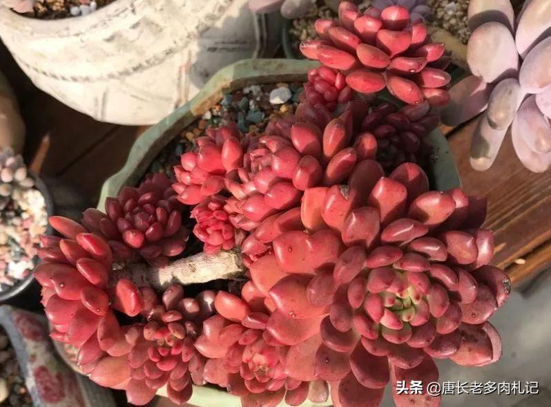 红宝石多肉什么时候换盆,多肉红宝石多长时间换一次盆