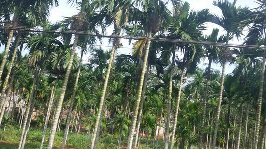 致命咀嚼：火了千年的槟榔文化，为何到现代坐了冷板凳？