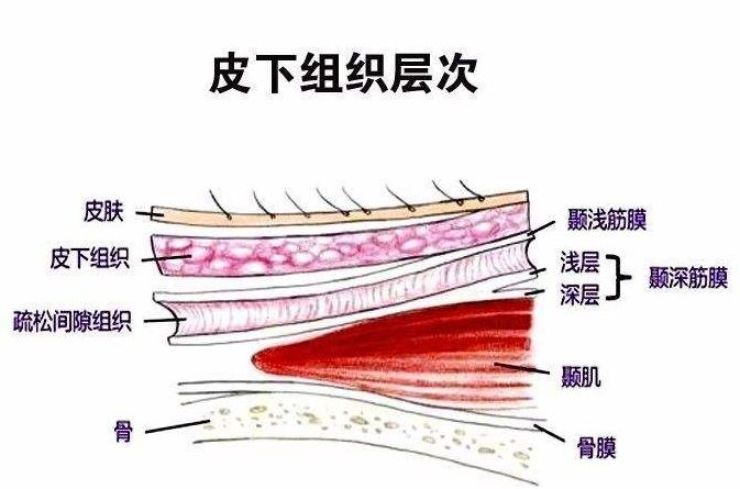 什么是筋膜提升术怎么做,人体筋膜训练的方法有哪些