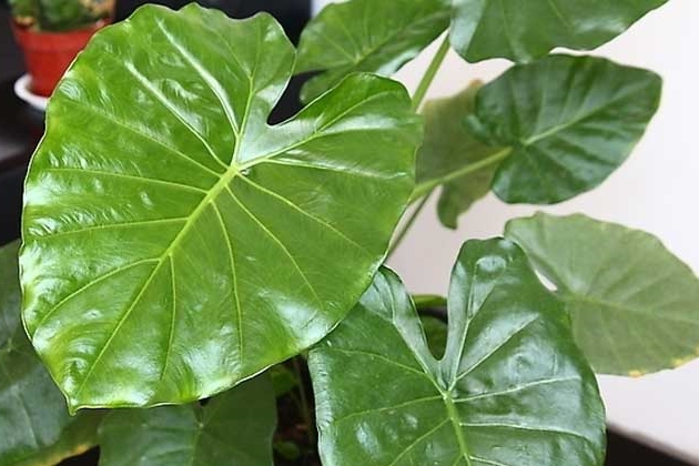 滴水观音叶子边缘发黄是怎么回事,滴水观音叶子发黄的原因