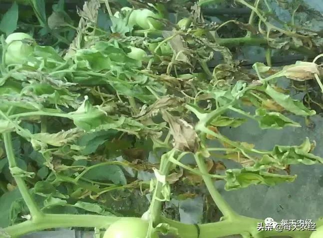 广州秋季番茄病害怎么防治,番茄常见病害防治方法