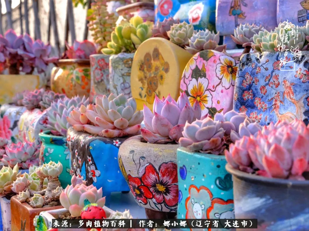 你是盆我是花，你护我周全，我为你绽放