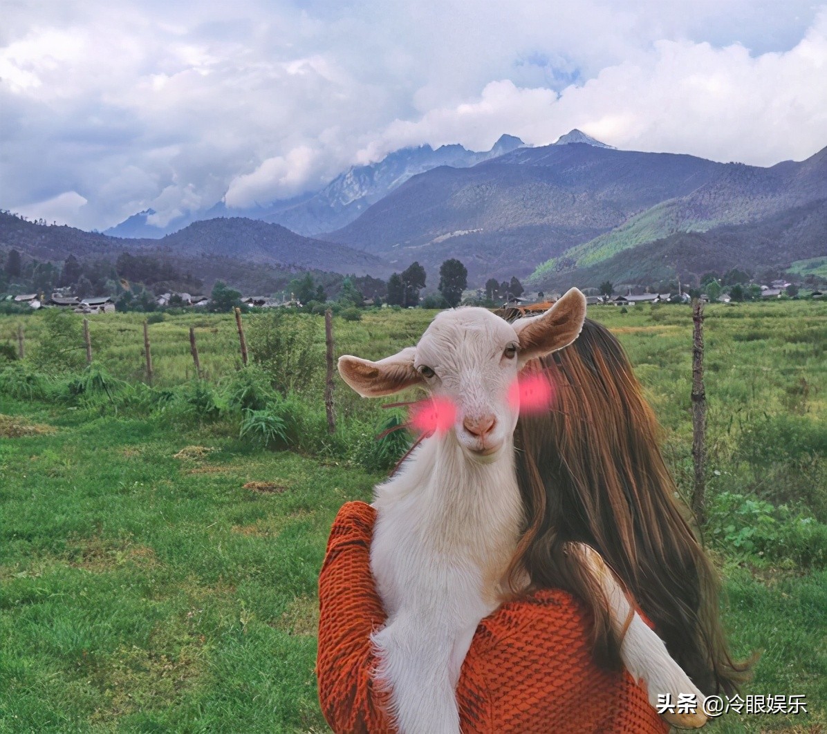 什么小动物最可爱最便宜最容易养,小动物长得最美也最可爱