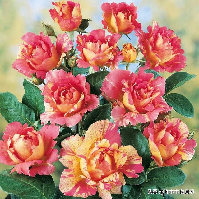 不耐晒的月季夏天怎么办,盆栽月季严重晒伤脱水怎么救