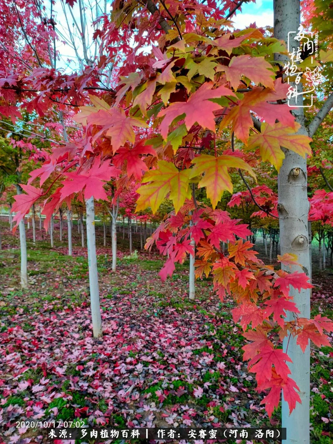 现在是多肉最美的季节,多肉最美的季节来啦