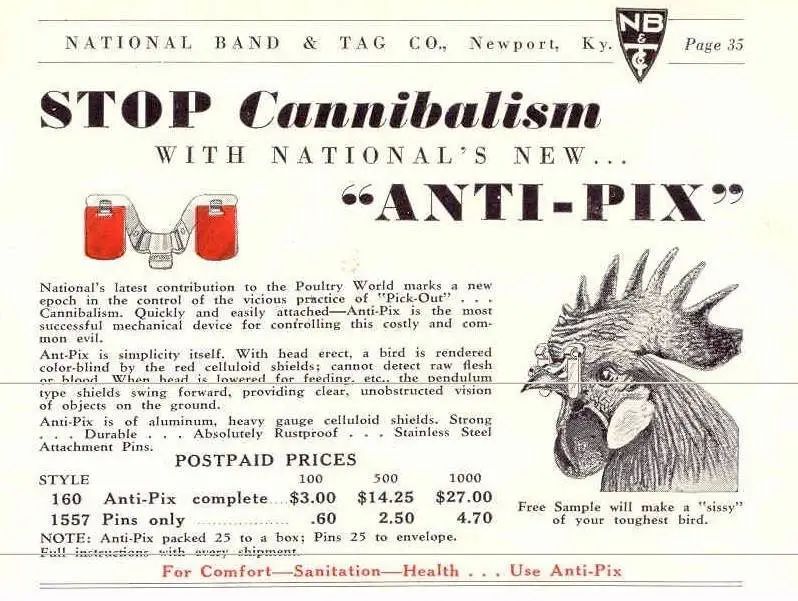 鸡戴眼镜有什么副作用,鸡到底该不该戴眼镜