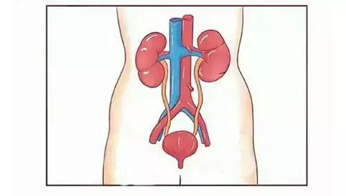 血尿意味着什么病,血尿儿茶酚胺正常意味着什么