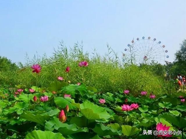 西安浐灞国家湿地公园招聘公告,西安浐灞国家湿地公园旅游