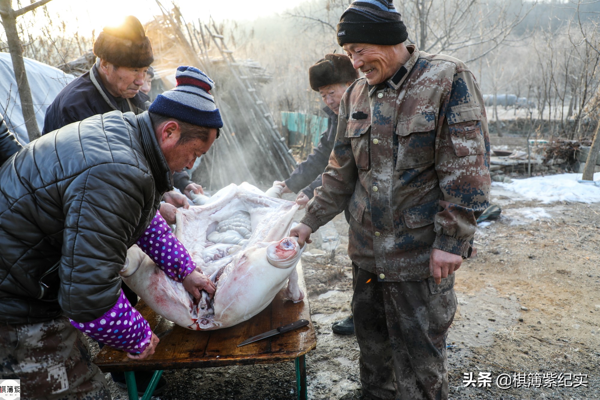 东北杀年猪的视频,东北农村杀大年猪完整版