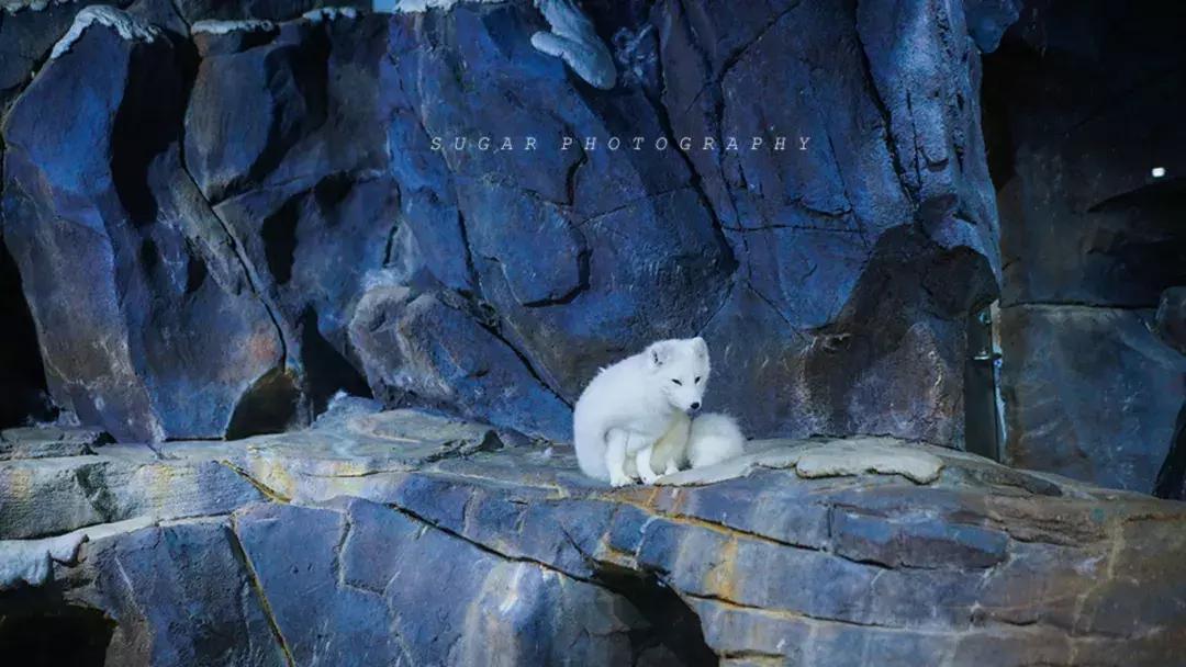 「亲子游」与万千海洋动物一起，夜宿探索极地海洋之美