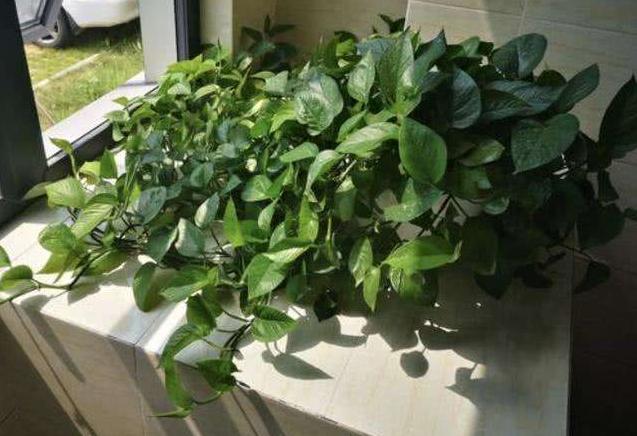 给绿萝来点它不到1个月疯长不停,绿萝怎么爬满墙不黄