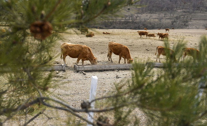 延边黄牛品质提升,黄牛变身致富牛图片