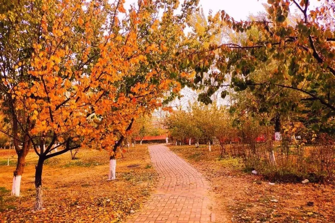 北京科技大学天津学院原独立学院,北京科技大学天津学院独立学院