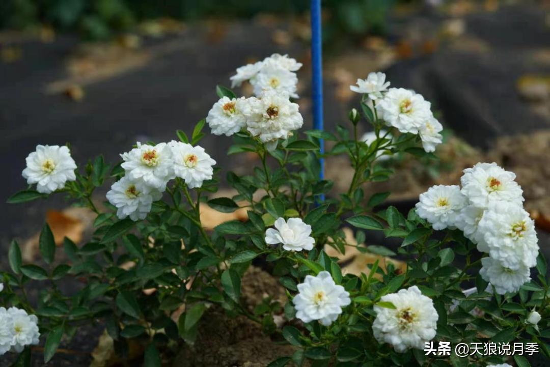 优雅女士月季花,奇葩月季品种图片