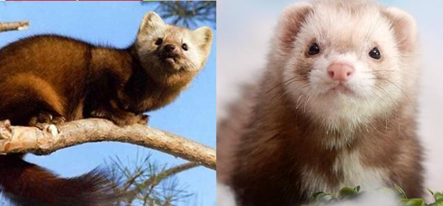 宠物貂新手避雷,宠物貂新手指南