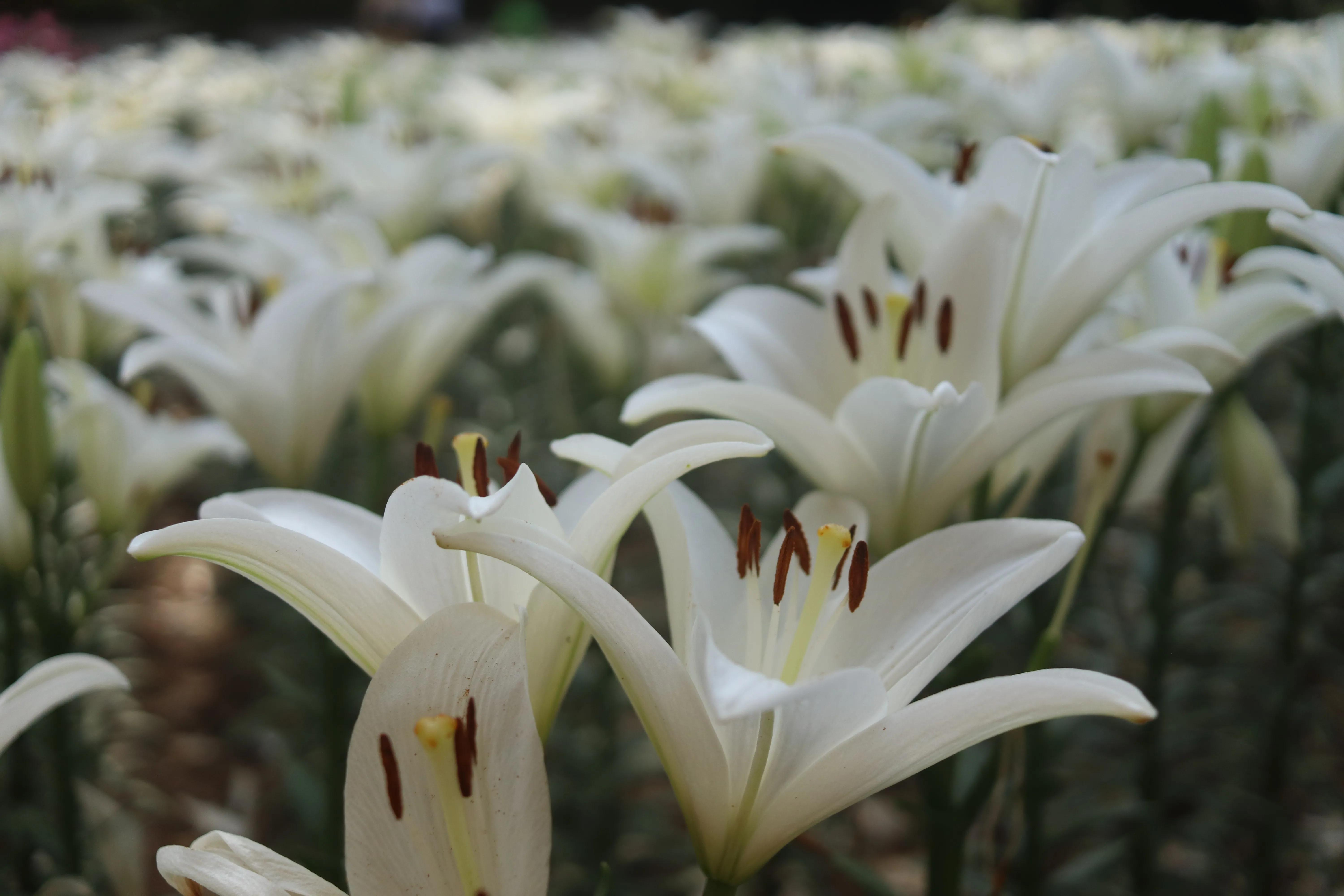 无锡荣氏梅园梅花绽放,无锡荣氏梅园百合花