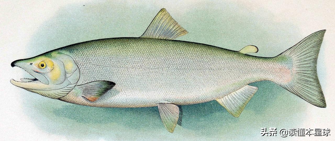 被人类吃到濒临灭绝的生物,被人类吃灭绝的凶猛的鱼
