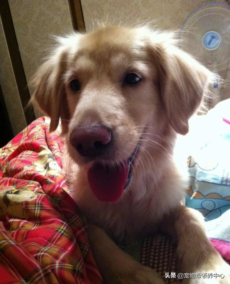 高龄金毛病危去世，主人自责没陪其身边：念念不忘，定有回响…