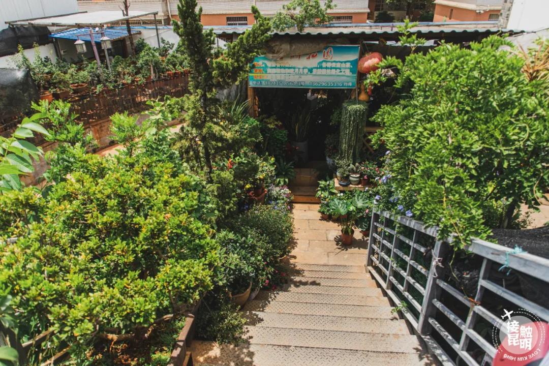 逛逛园博花鸟市场,园博花鸟市场攻略