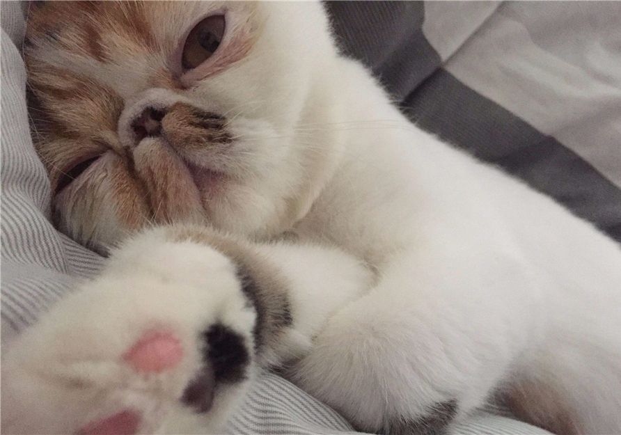 猫咪做眼睑内翻恢复好的图片,杭州猫咪眼睑内翻手术