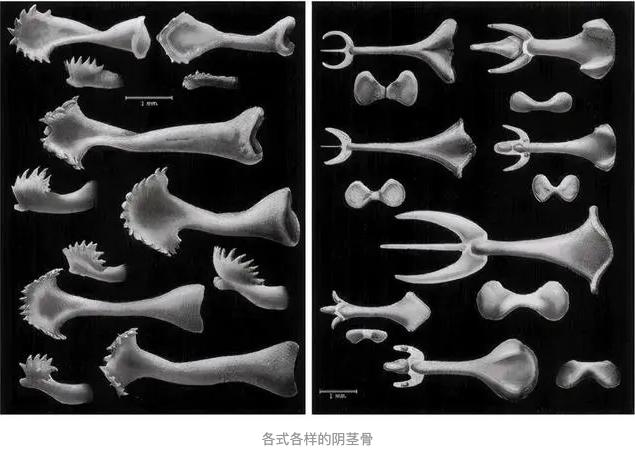 人类不可思议的冷知识,人类身上的有趣冷知识