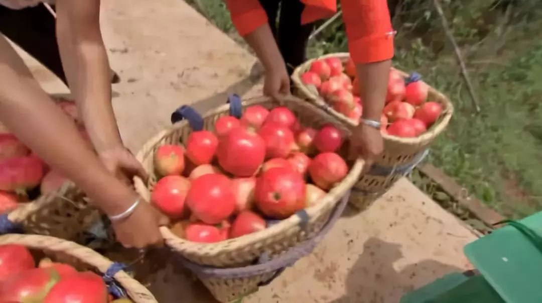 如何将软籽石榴从农田推广到市场,会种也会卖如何拿下软籽石榴市场
